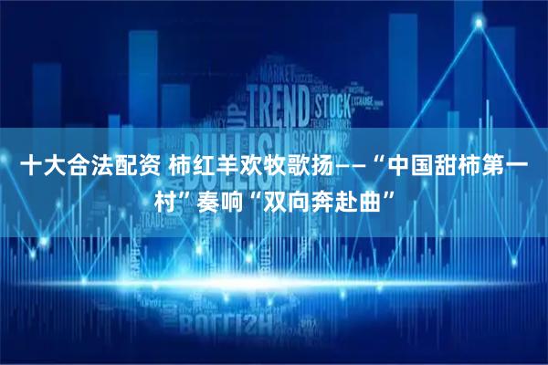 十大合法配资 柿红羊欢牧歌扬——“中国甜柿第一村”奏响“双向奔赴曲”